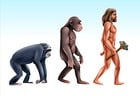 Human Evolution Rush